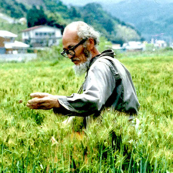 Old balding man with thick black specticals in linen clothing in waist high field of lush green grass.