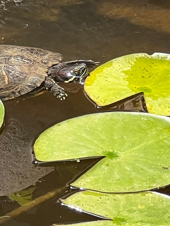 turtle in backyard pond