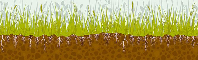 image of grass with roots