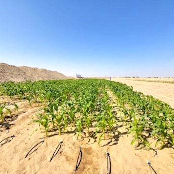 Desert Irrigation thumbnail