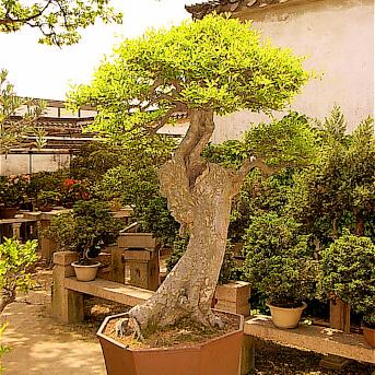 An old and beautiful bonsai