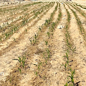 Root demand irrigation week 2