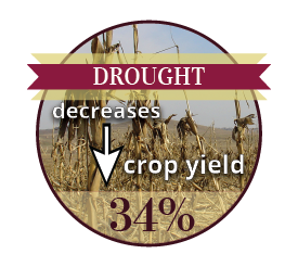 Drought decreases crop yields